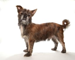 Tyson image 3