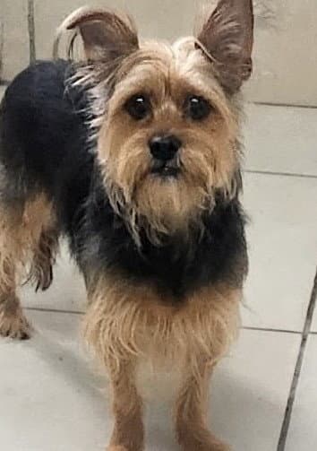 Maxwell - Yorkshire Terrier Yorkie