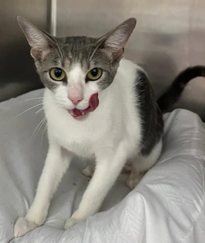 Maggi -Psp - Domestic Short Hair