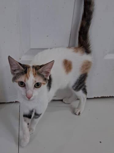 Missy J - Psp Foster Home - Domestic Short Hair