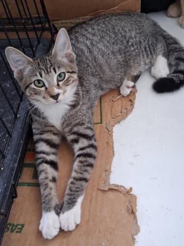 Zara - Psp Foster Home - Domestic Short Hair