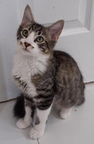 Queek - Psp Foster Home - Domestic Short Hair