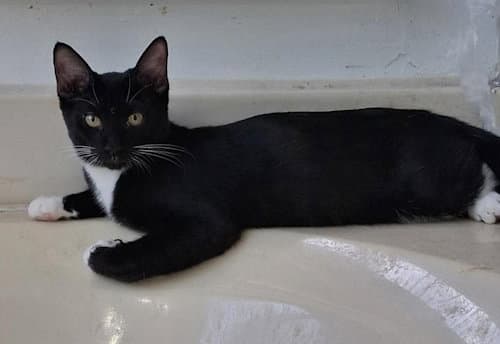 Ziggy - Psp - Foster Home - Domestic Short Hair