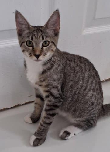 Zina - Psp Foster Home - Domestic Short Hair