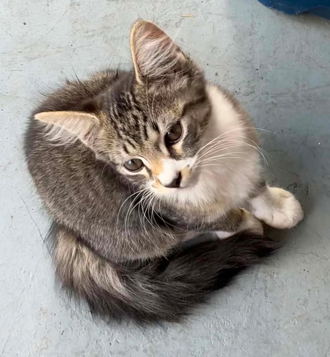 Eric Dane - Psp Foster Home - Domestic Long Hair