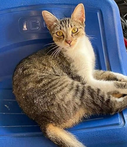 Cher - Psp Foster Home - Domestic Short Hair