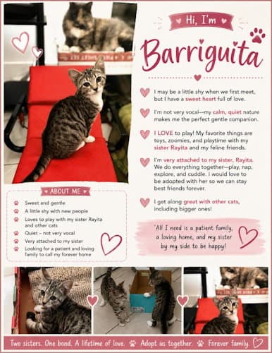 Barriguita - - Domestic Short Hair