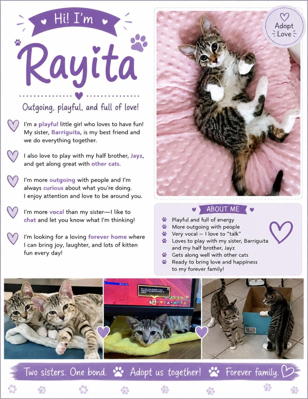 Rayita - Psp Foster Home - Domestic Short Hair