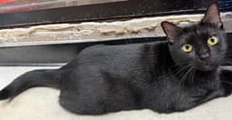 Sunny - Psp Foster Home image 1