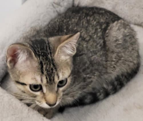 Jetta - Psp - Domestic Short Hair