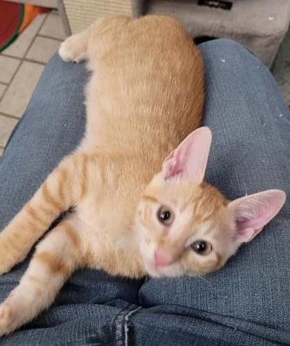 Prince - Domestic Short Hair