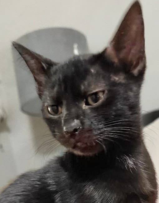 Rita - Domestic Short Hair