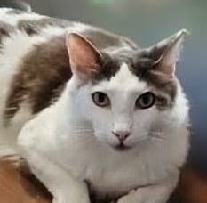 Timmy - Domestic Medium Hair