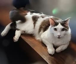 Timmy image 2