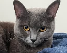 Sake image 1
