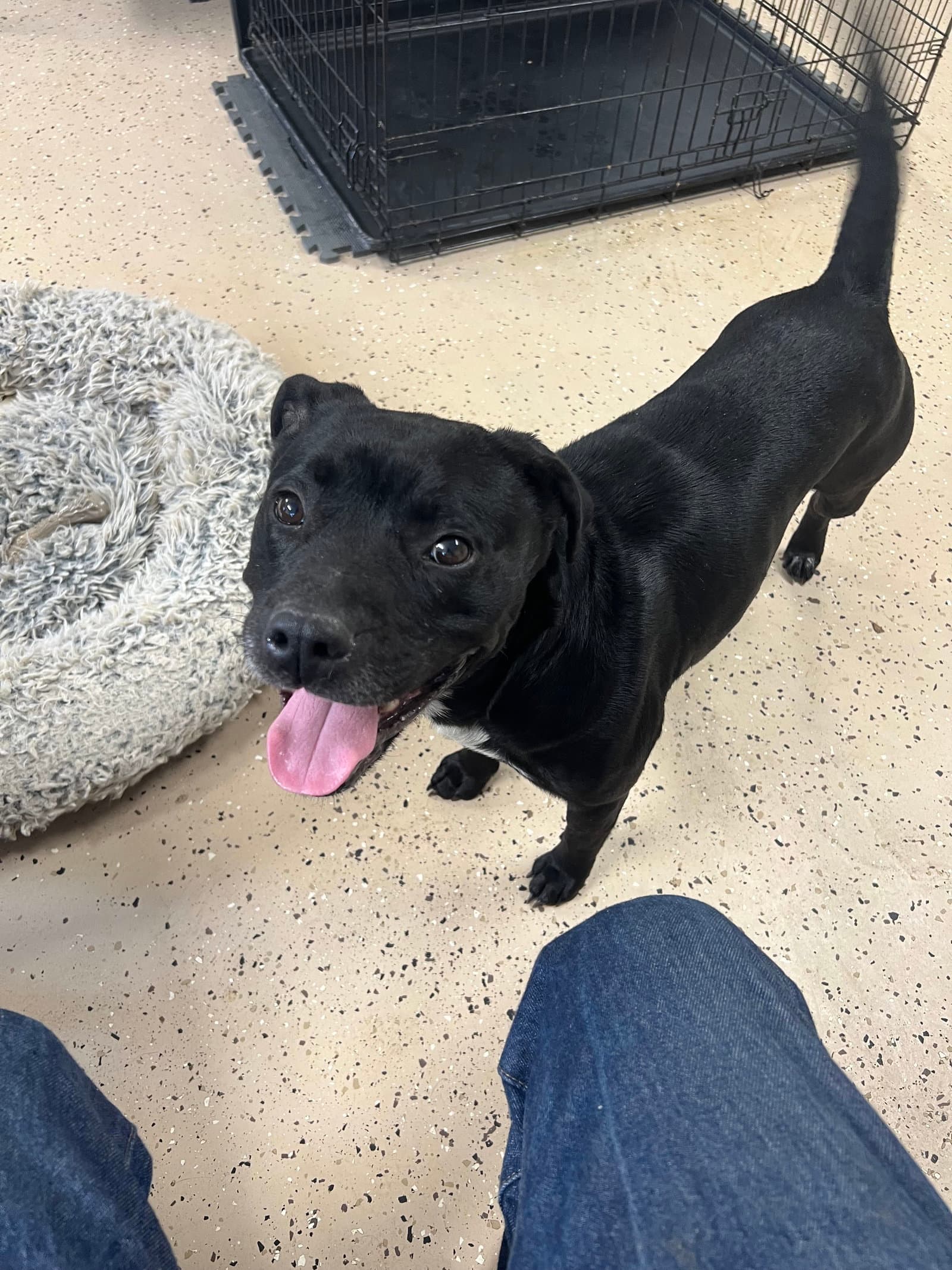 Haisley - Staffordshire Bull Terrier