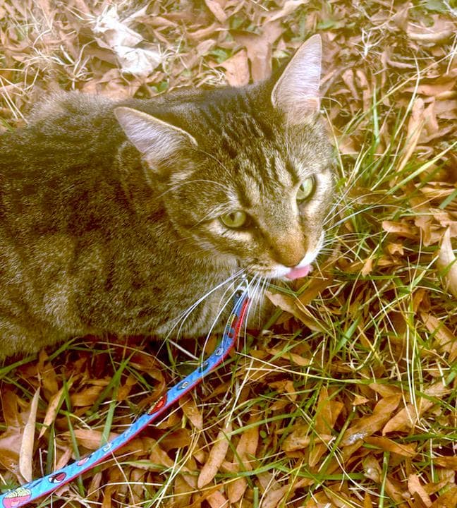 Sylus - Domestic Short Hair