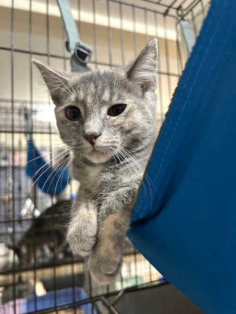 Diamond - Domestic Short Hair