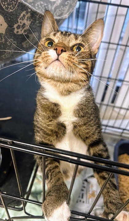 Fable - Domestic Short Hair