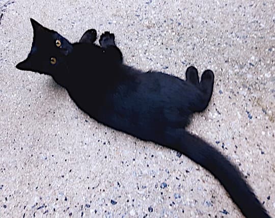 Archimedes - Domestic Short Hair
