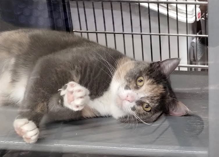 Mazzi - Domestic Short Hair