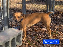 Brownie image 4