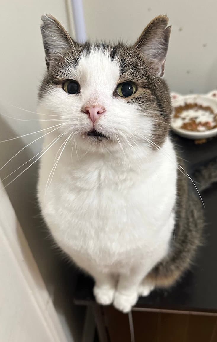 Dexter - Domestic Short Hair