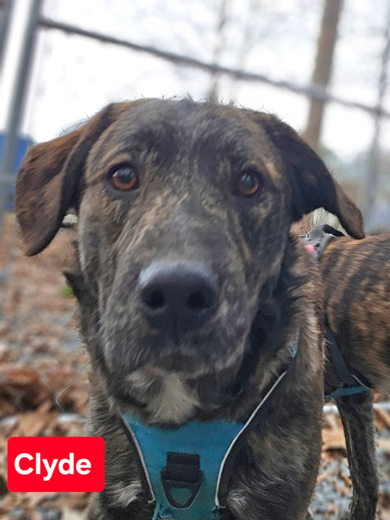 Clyde - Dutch Shepherd