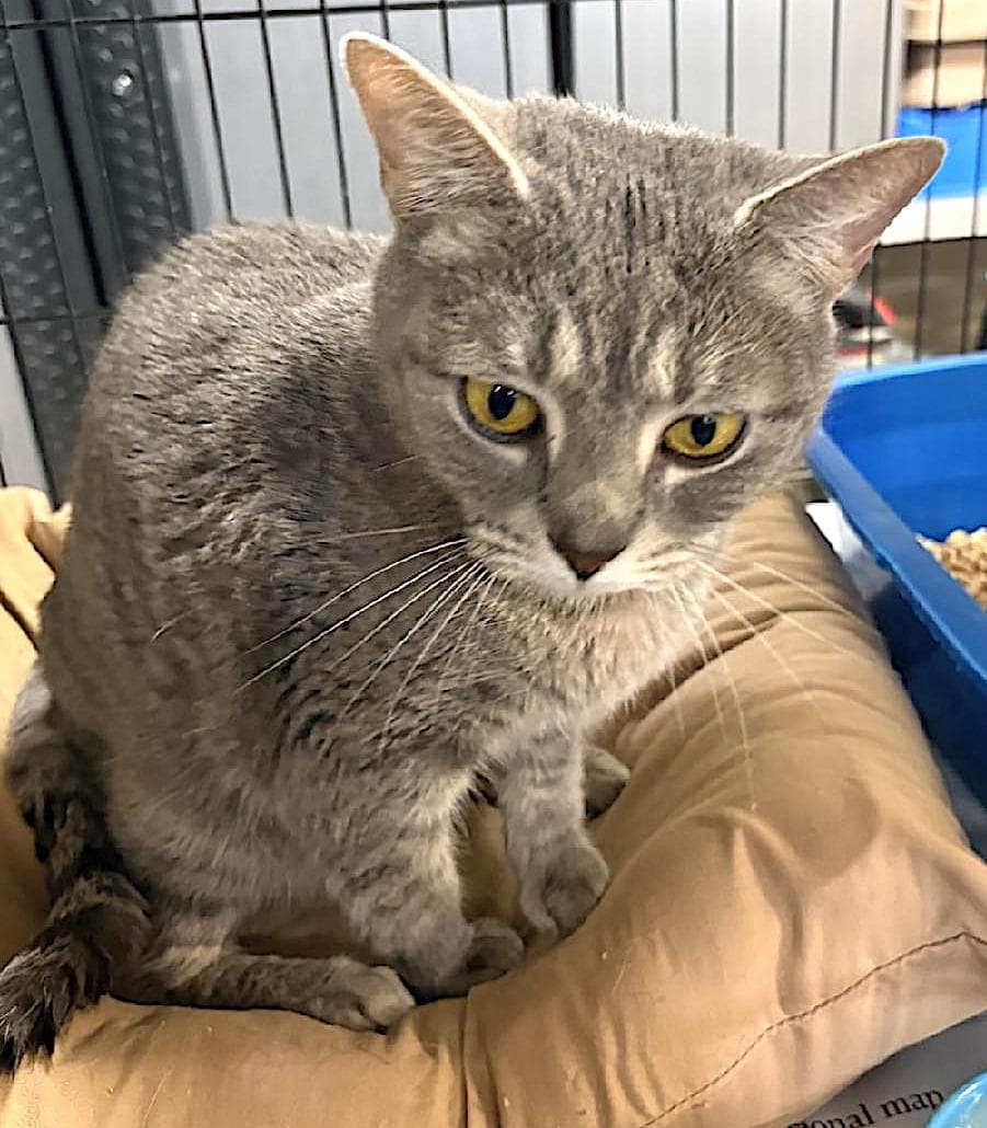 Cookie - Domestic Short Hair