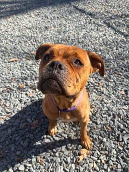 Roxie image 1