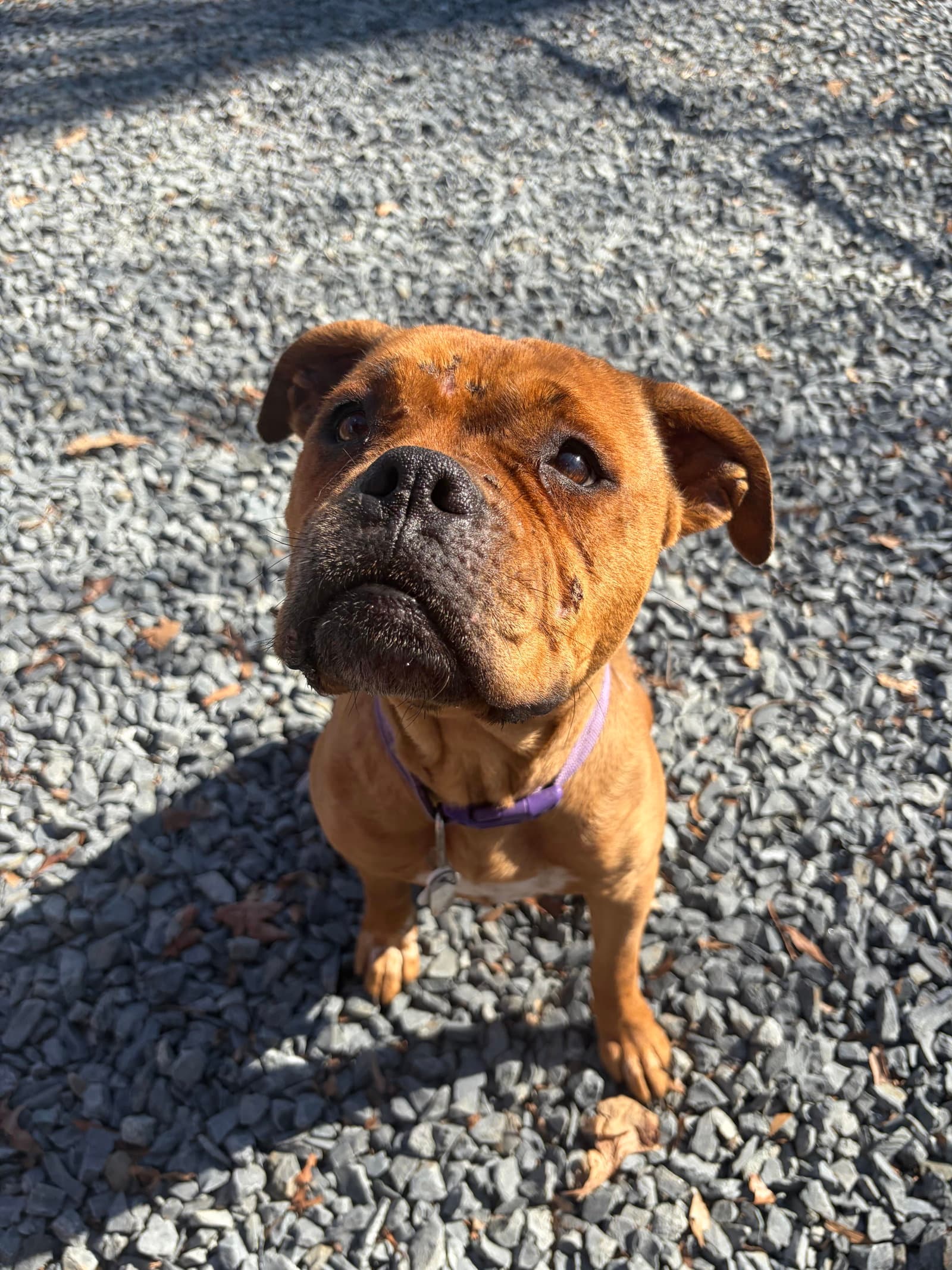 Roxie - Boxer