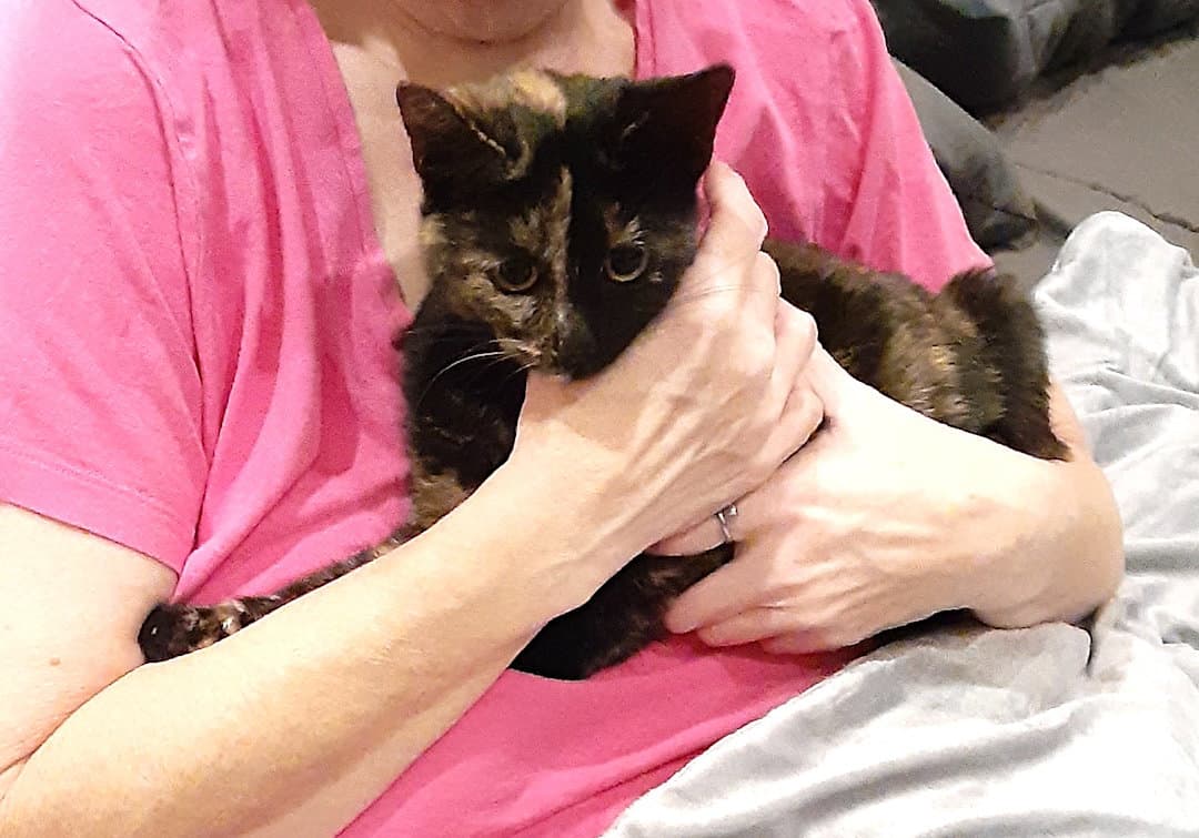 Tortia - Domestic Short Hair
