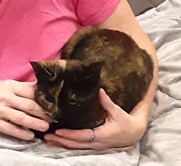 Tortia image 2