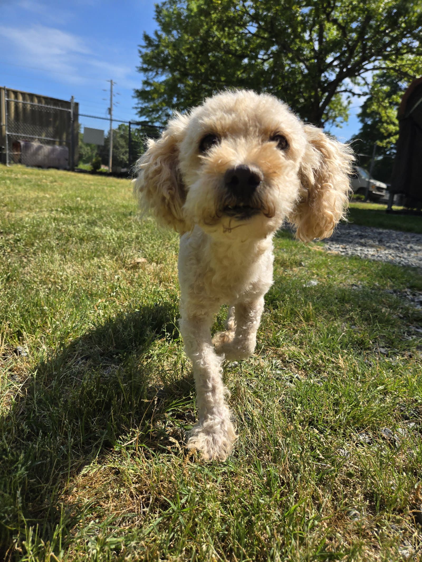 Thor - Poodle (Miniature)