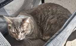 Winston image 1