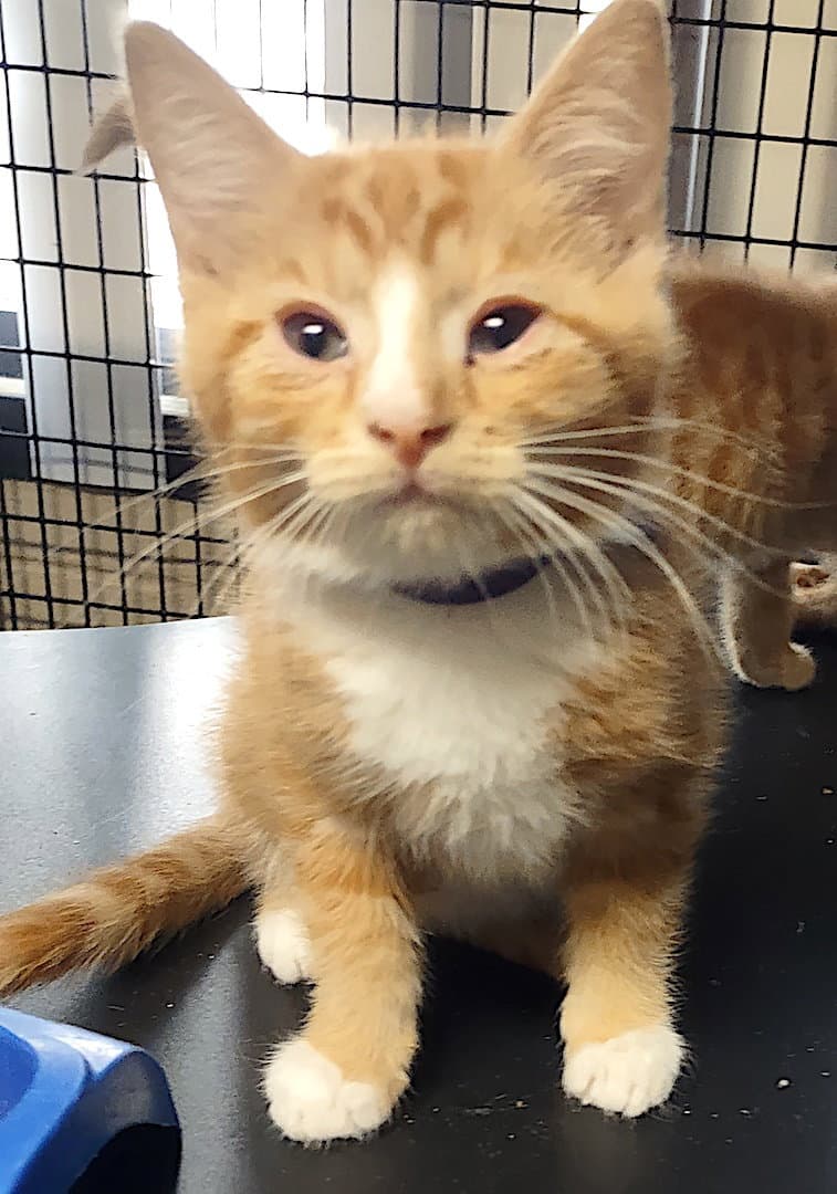 Gunner - Domestic Short Hair