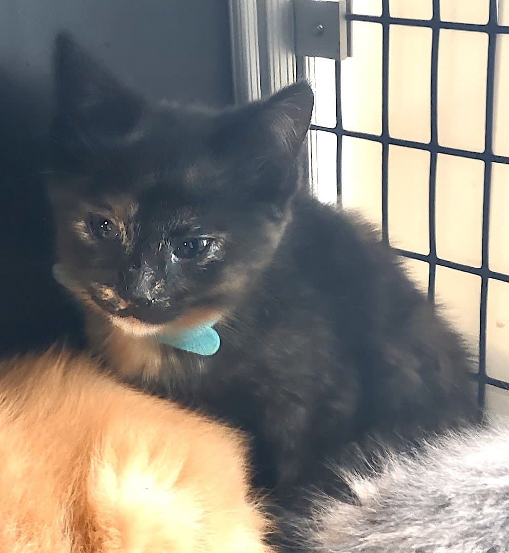 Belladonna - Domestic Short Hair