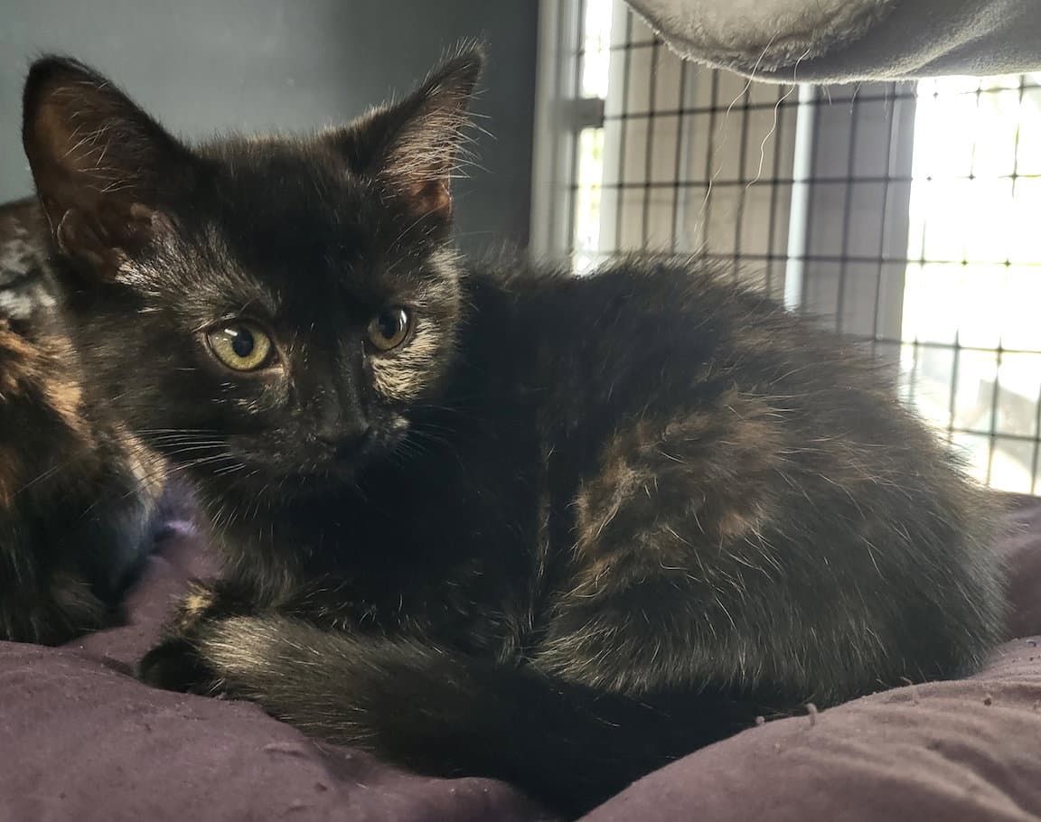 Bonita - Domestic Short Hair