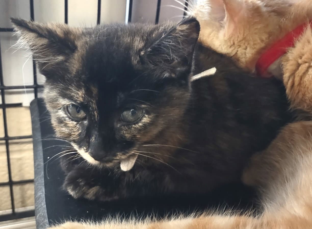 Heaven - Domestic Short Hair