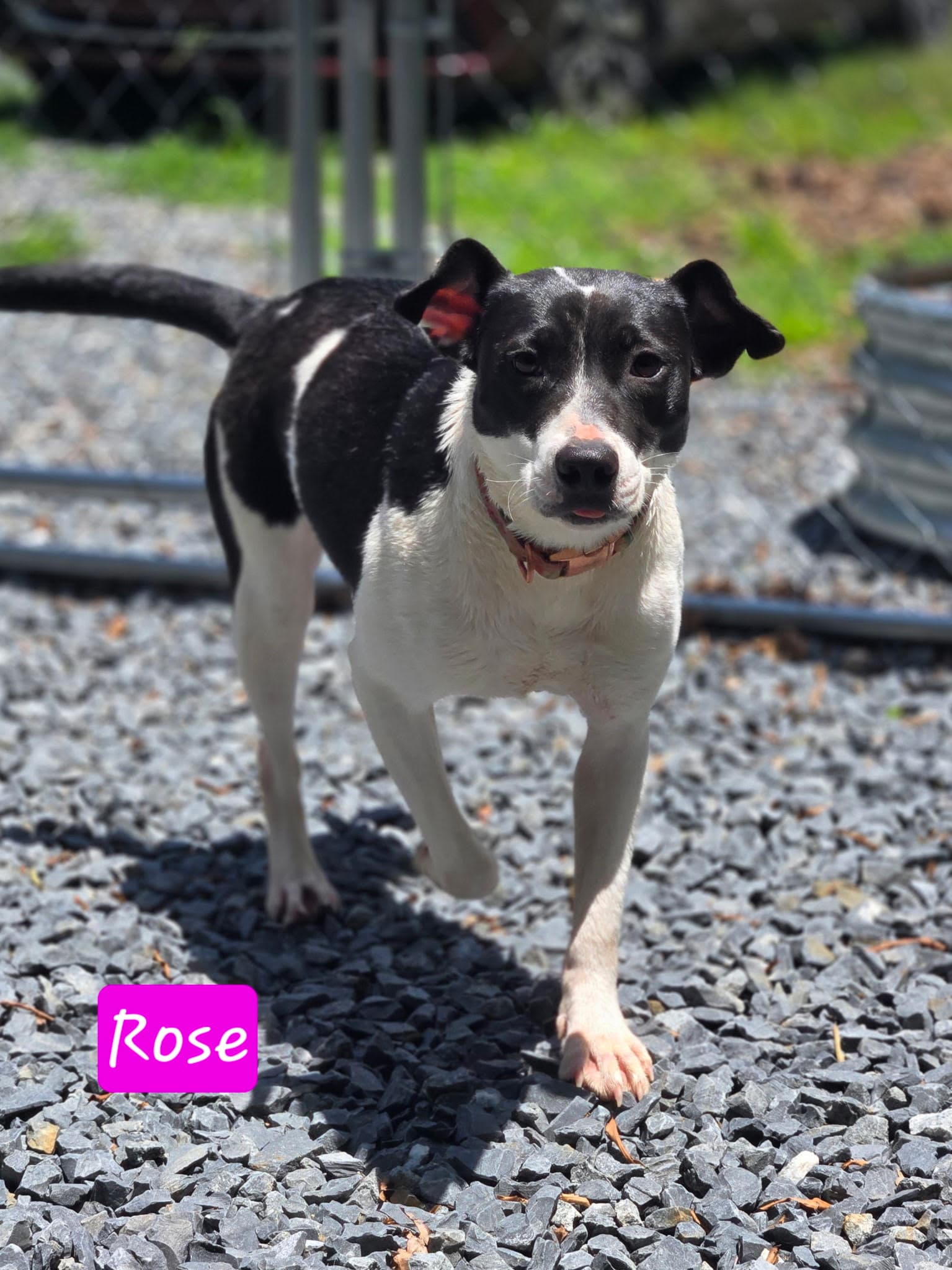 Rose - Fox Terrier