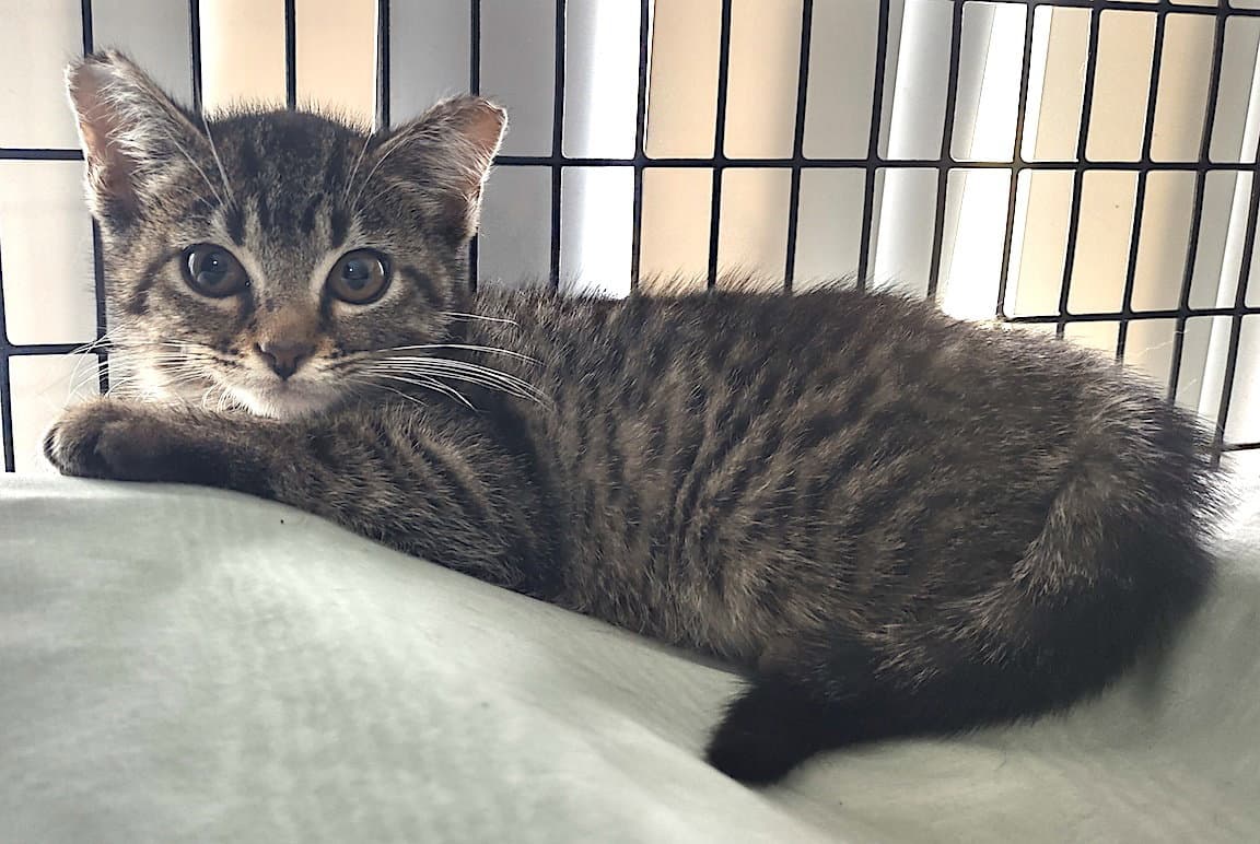 Feleena - Domestic Short Hair