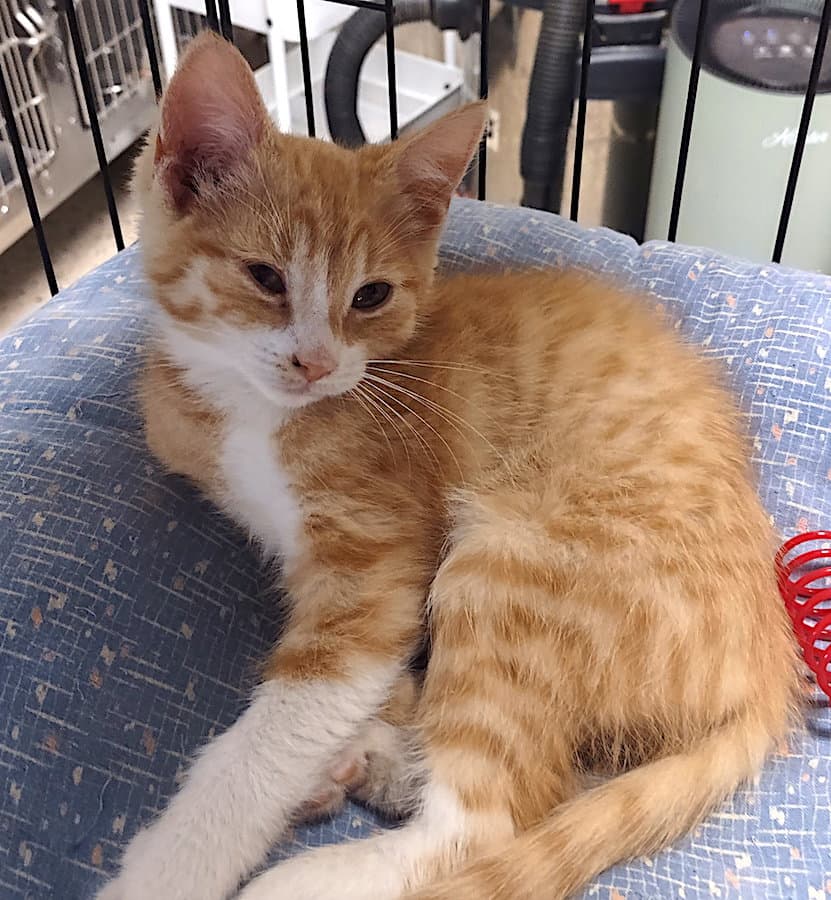 Jag - Domestic Short Hair