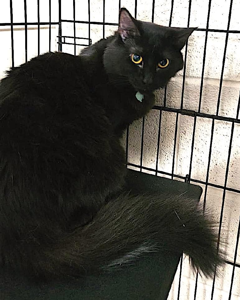 Cinder - Domestic Medium Hair
