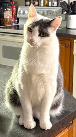 Gus image 1