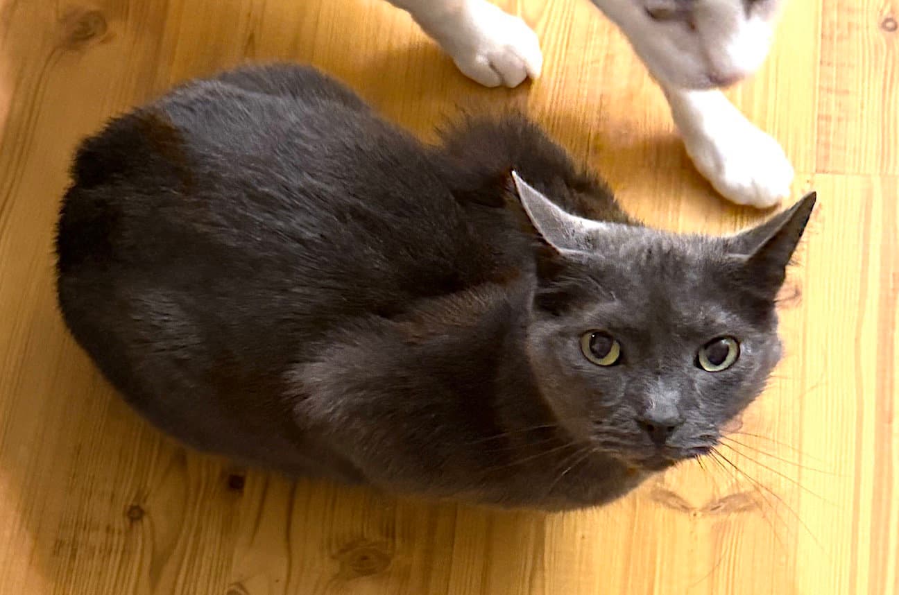 Peppy - Domestic Short Hair