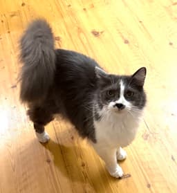 Sammy image 1