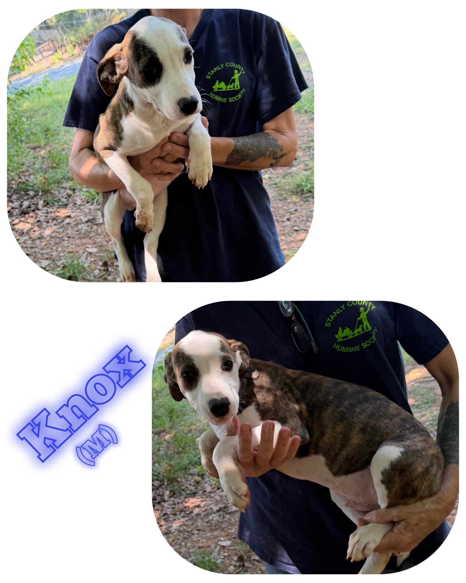 Knox - American Pit Bull Terrier