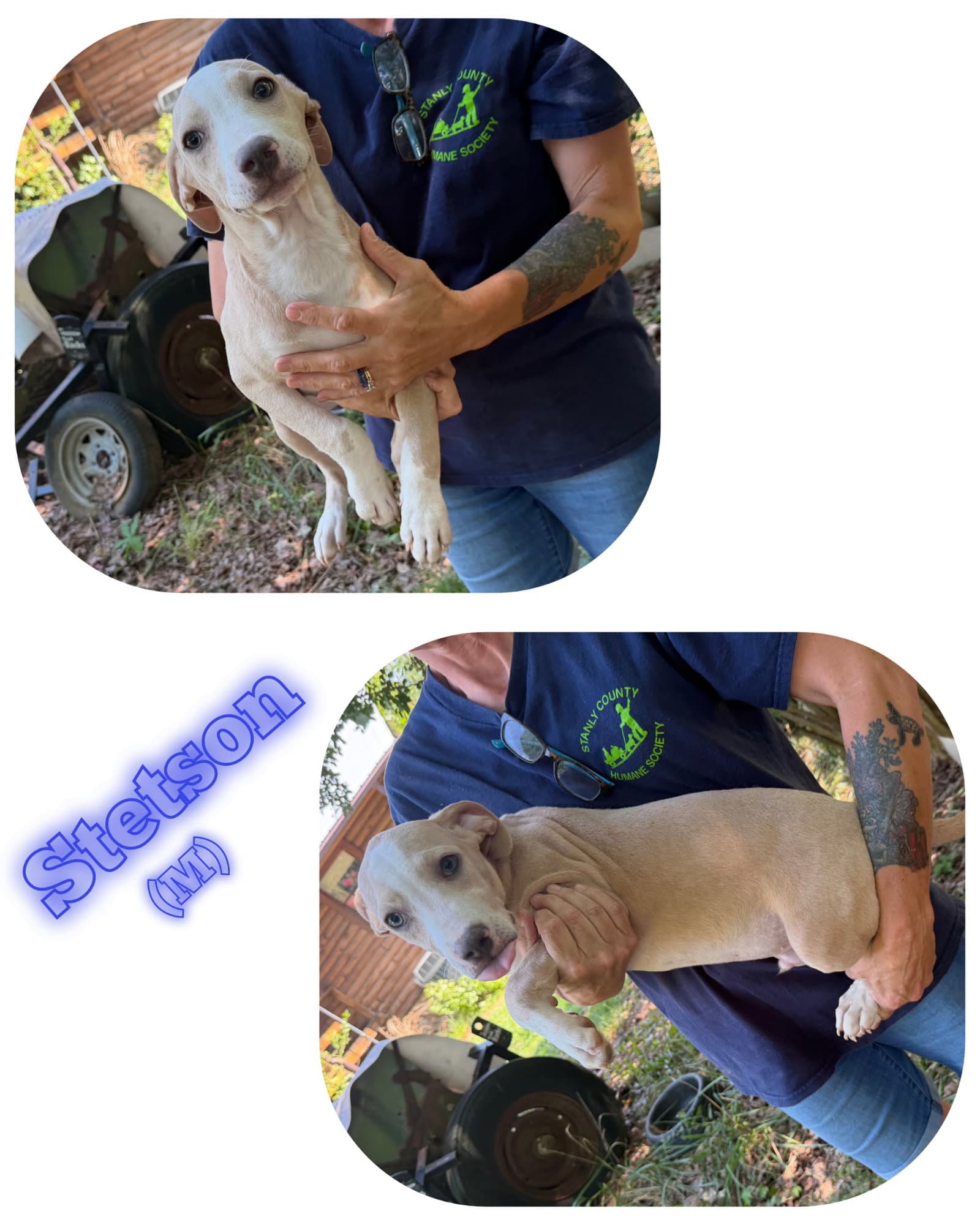 Stetson - American Pit Bull Terrier