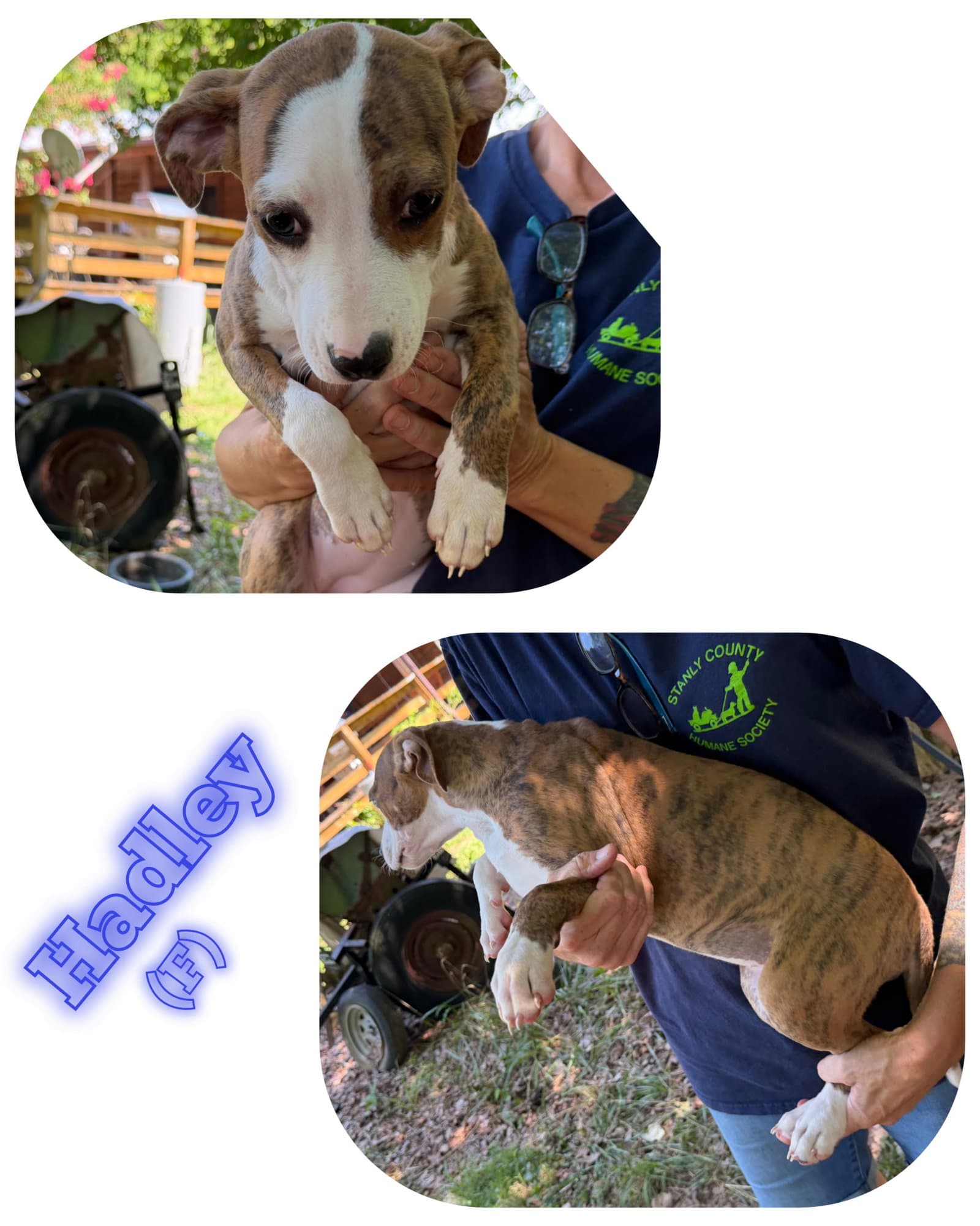 Hadley - American Pit Bull Terrier
