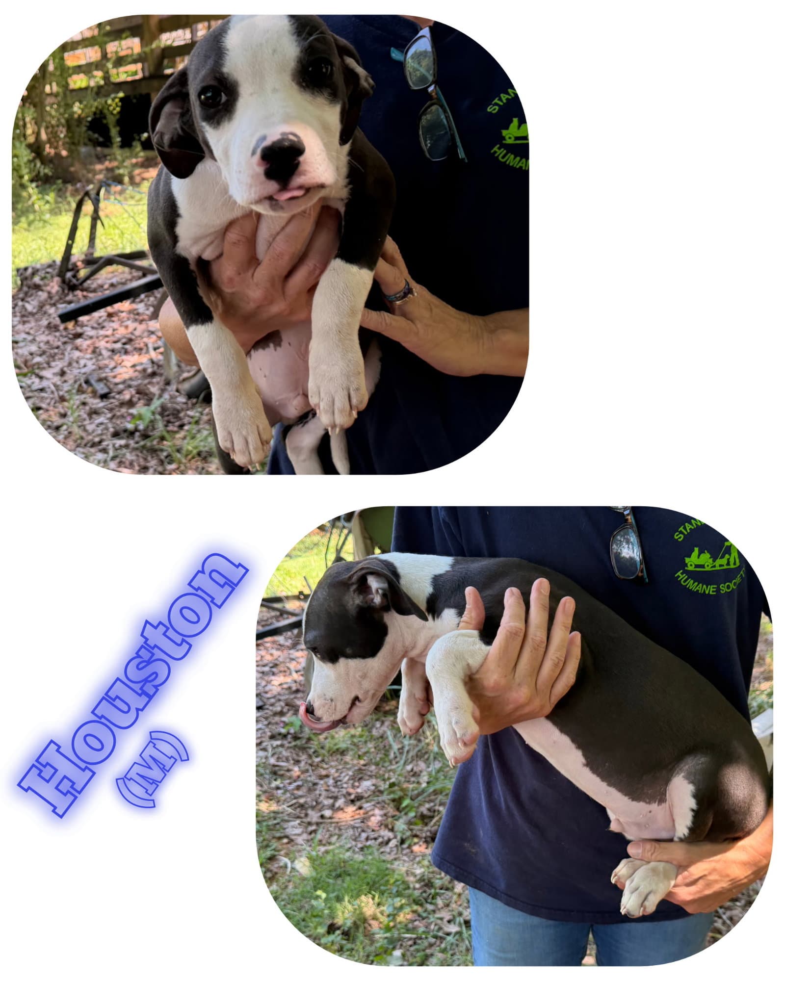 Houston - American Pit Bull Terrier